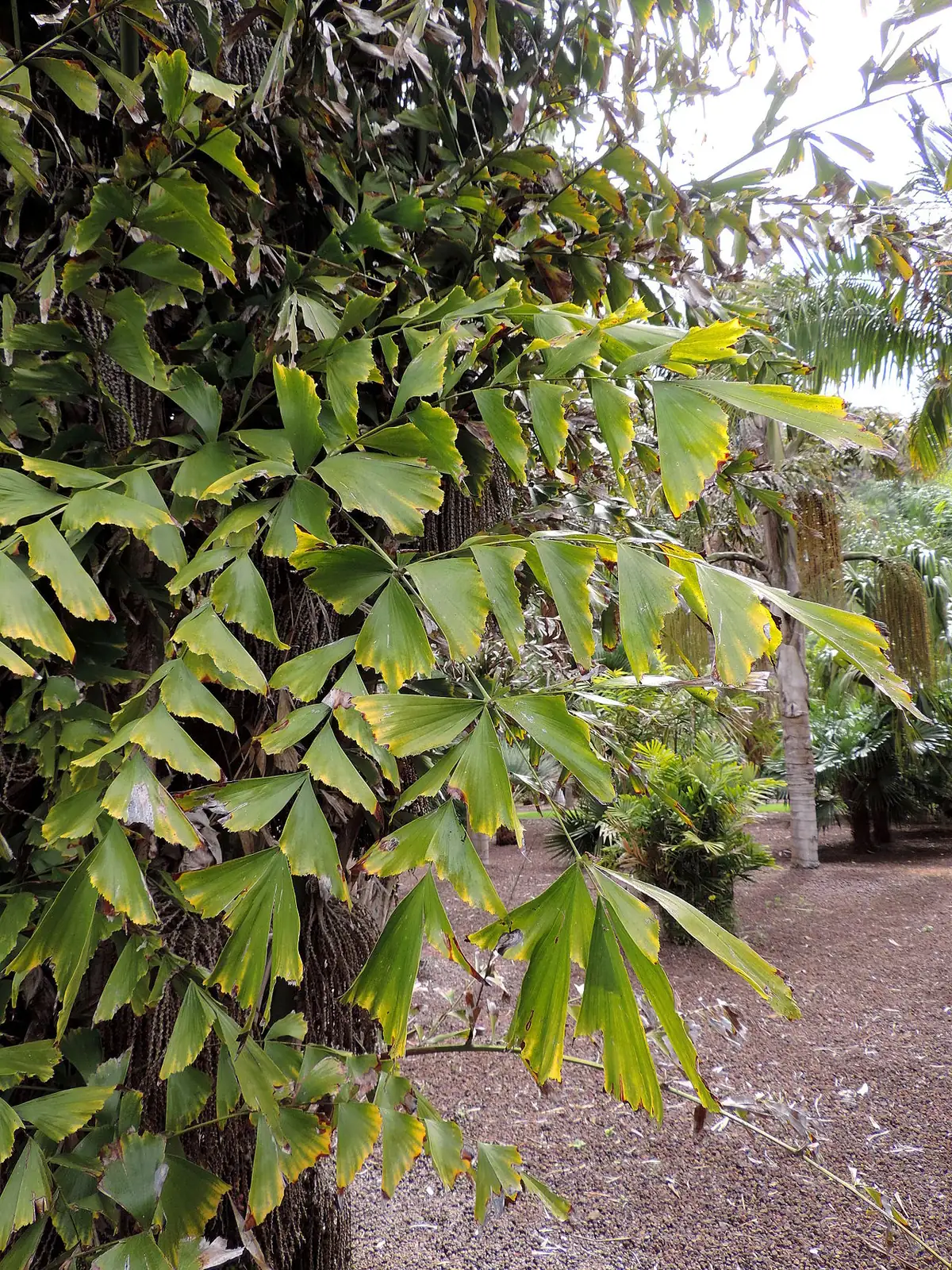 短穗鱼尾葵 (Caryota mitis) — 更多视角