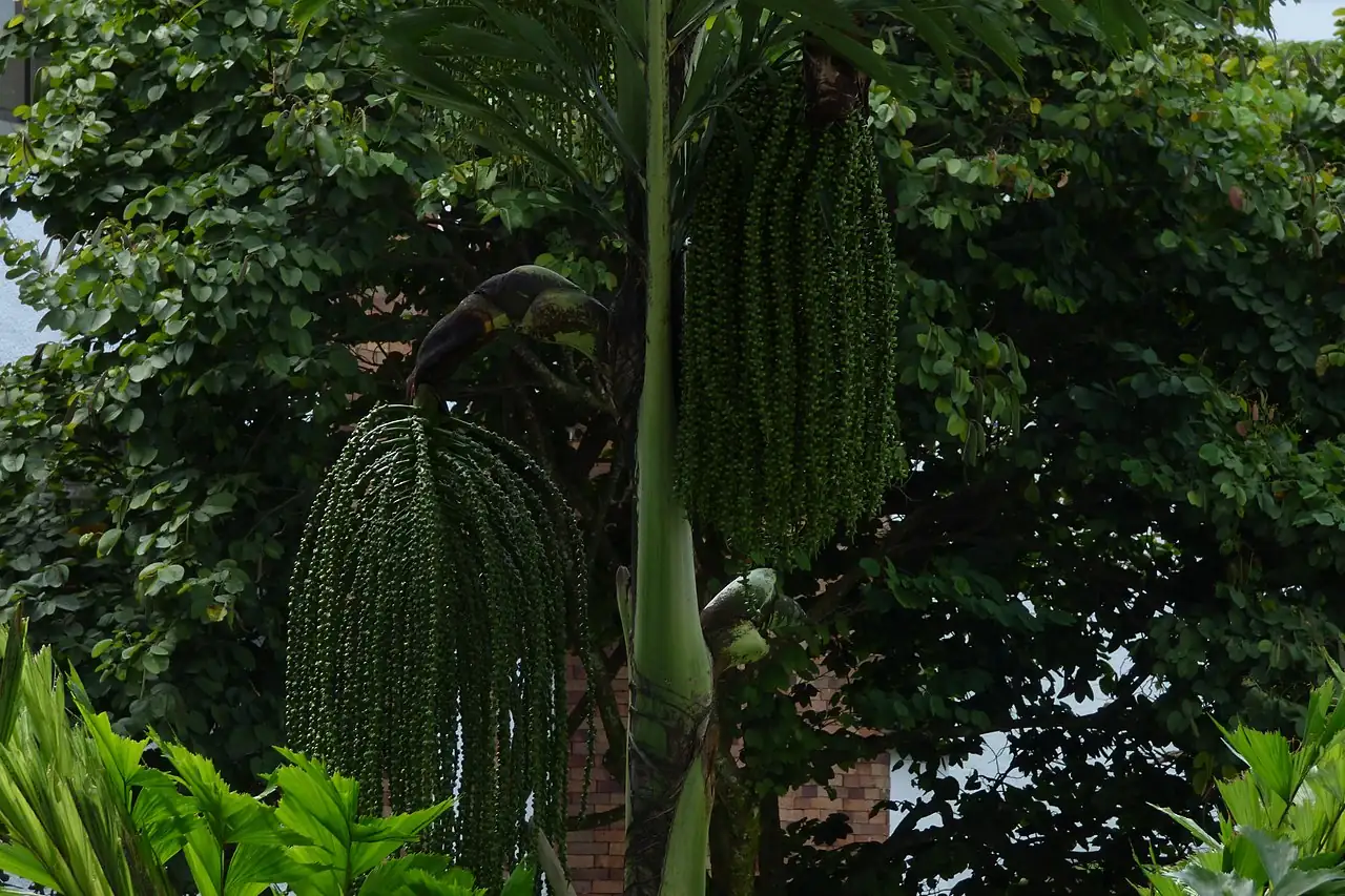 短穗鱼尾葵 (Caryota mitis) — 细节