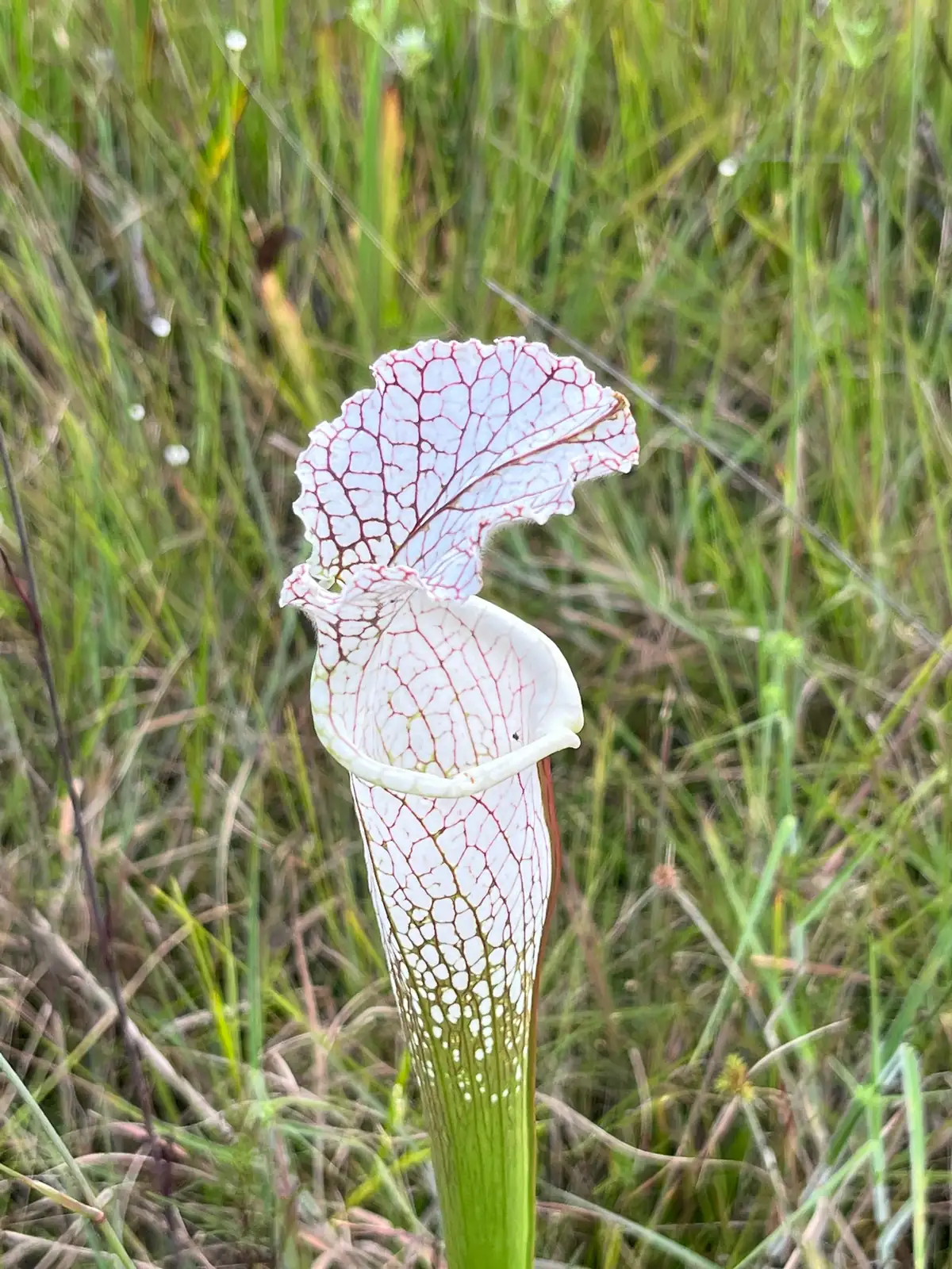 瓶子草 (Sarracenia spp.) — 细节