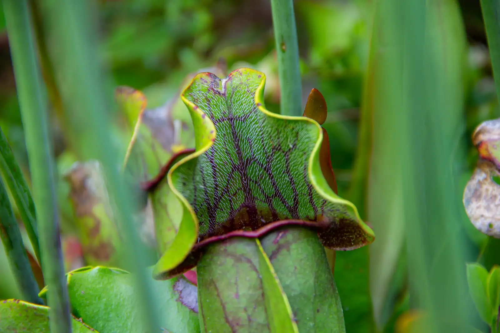 瓶子草 (Sarracenia spp.) — 特写