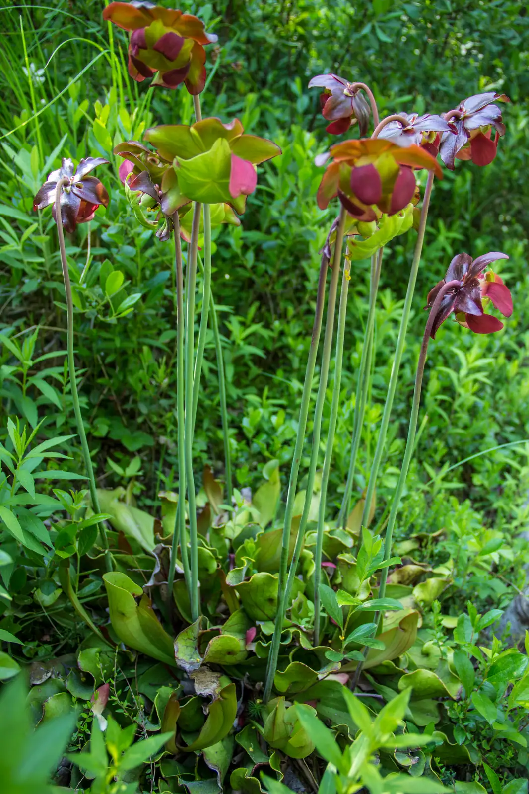 瓶子草 (Sarracenia spp.) — 环境展示