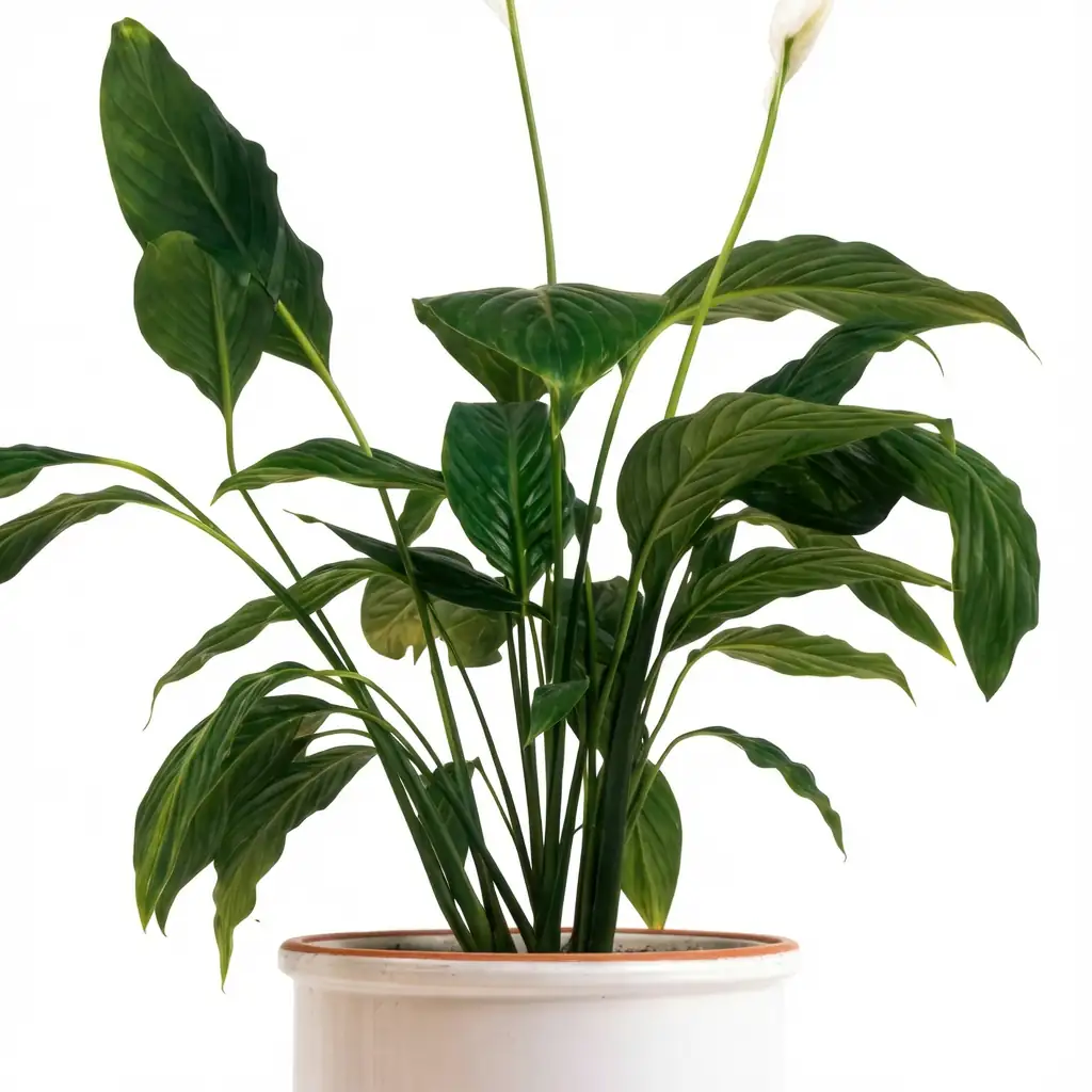 弯穗苞叶芋 (Spathiphyllum wallisii) — 更多视角