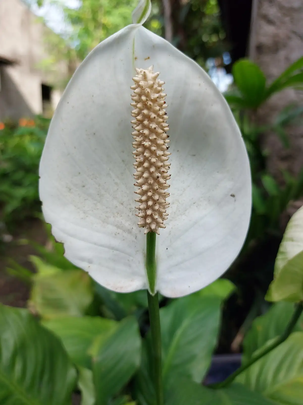 弯穗苞叶芋