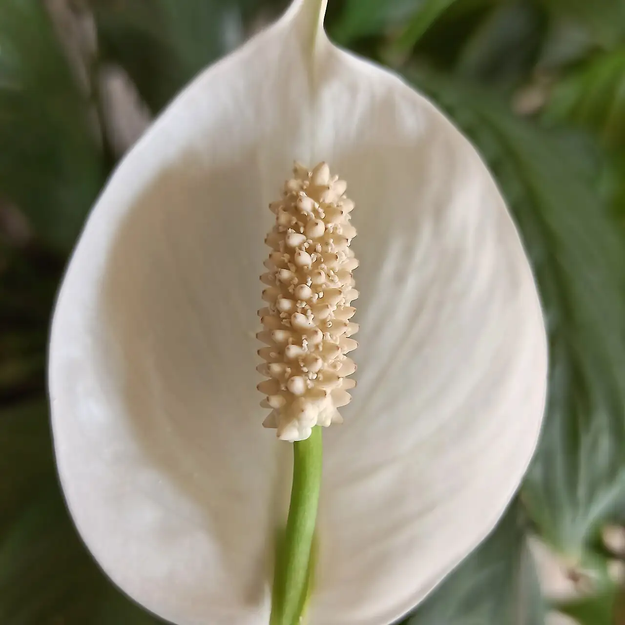 弯穗苞叶芋 (Spathiphyllum wallisii) — 细节