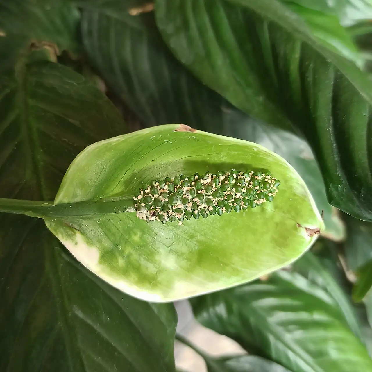 弯穗苞叶芋 (Spathiphyllum wallisii) — 特写