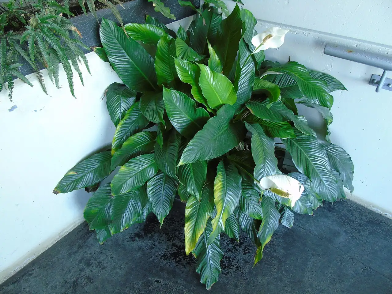 弯穗苞叶芋 (Spathiphyllum wallisii) — 更多视角