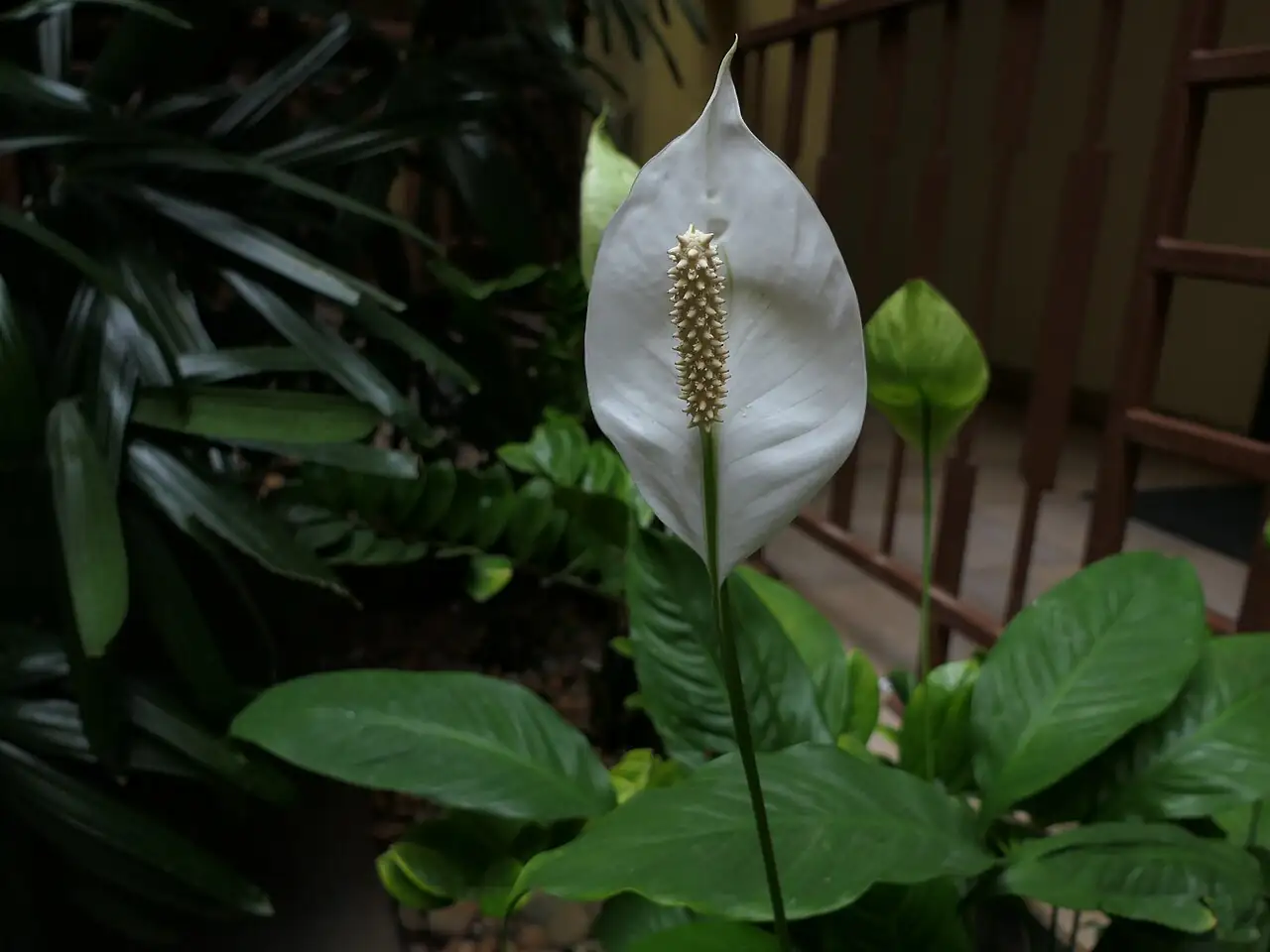 弯穗苞叶芋 (Spathiphyllum wallisii) — 环境展示