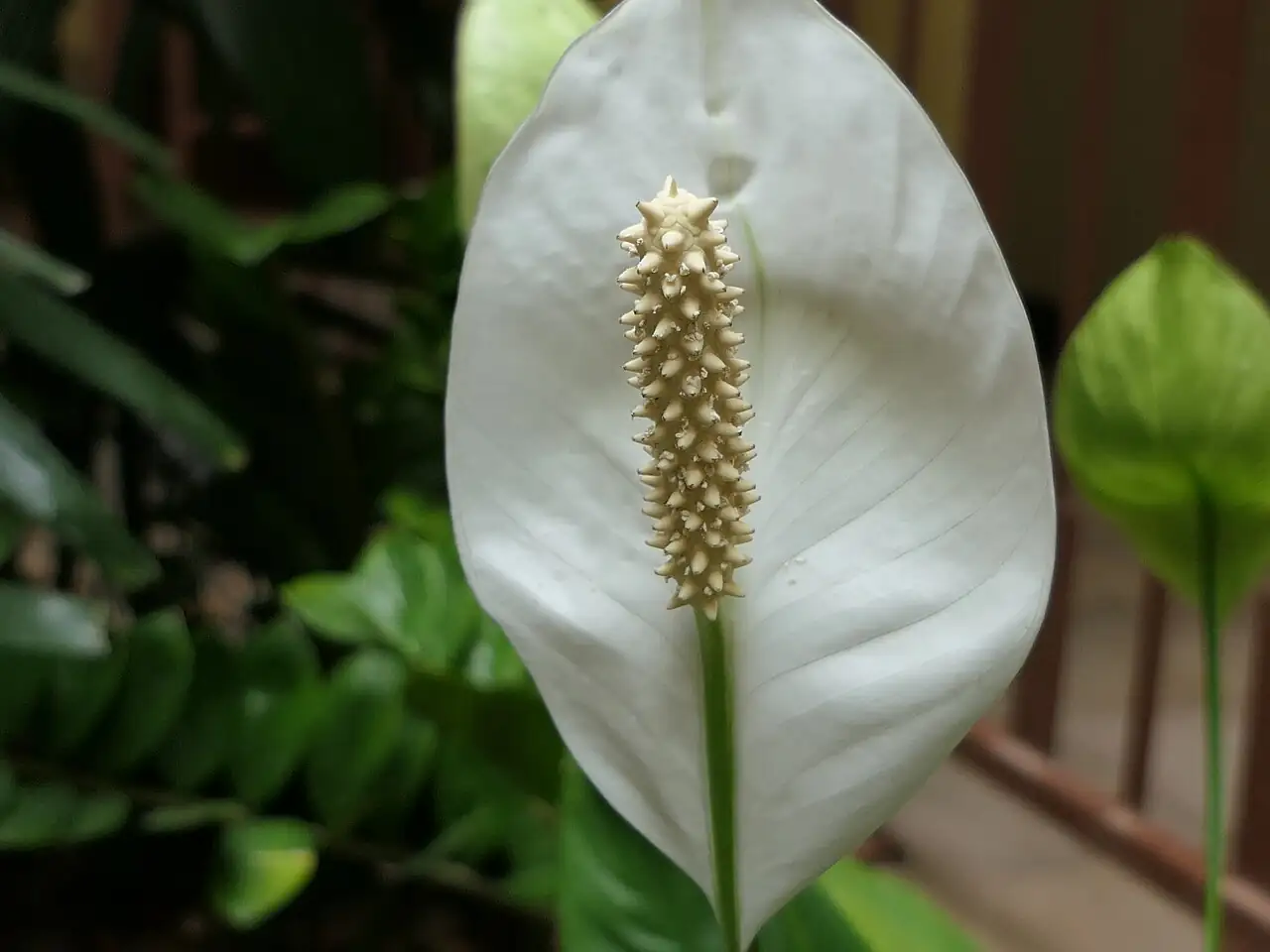 弯穗苞叶芋 (Spathiphyllum wallisii) — 更多视角