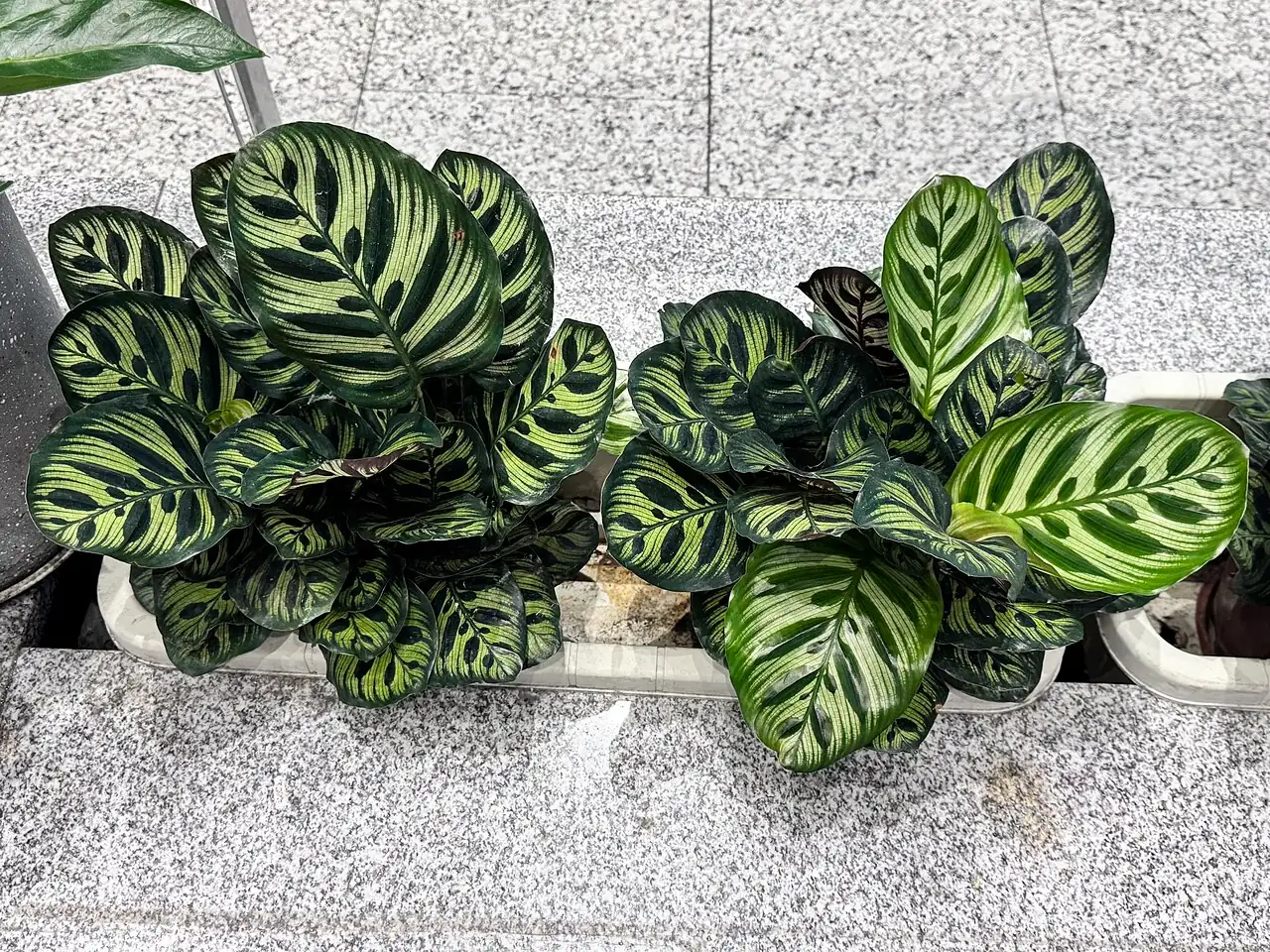 红脉豹纹竹芋 (Goeppertia makoyana) — 细节