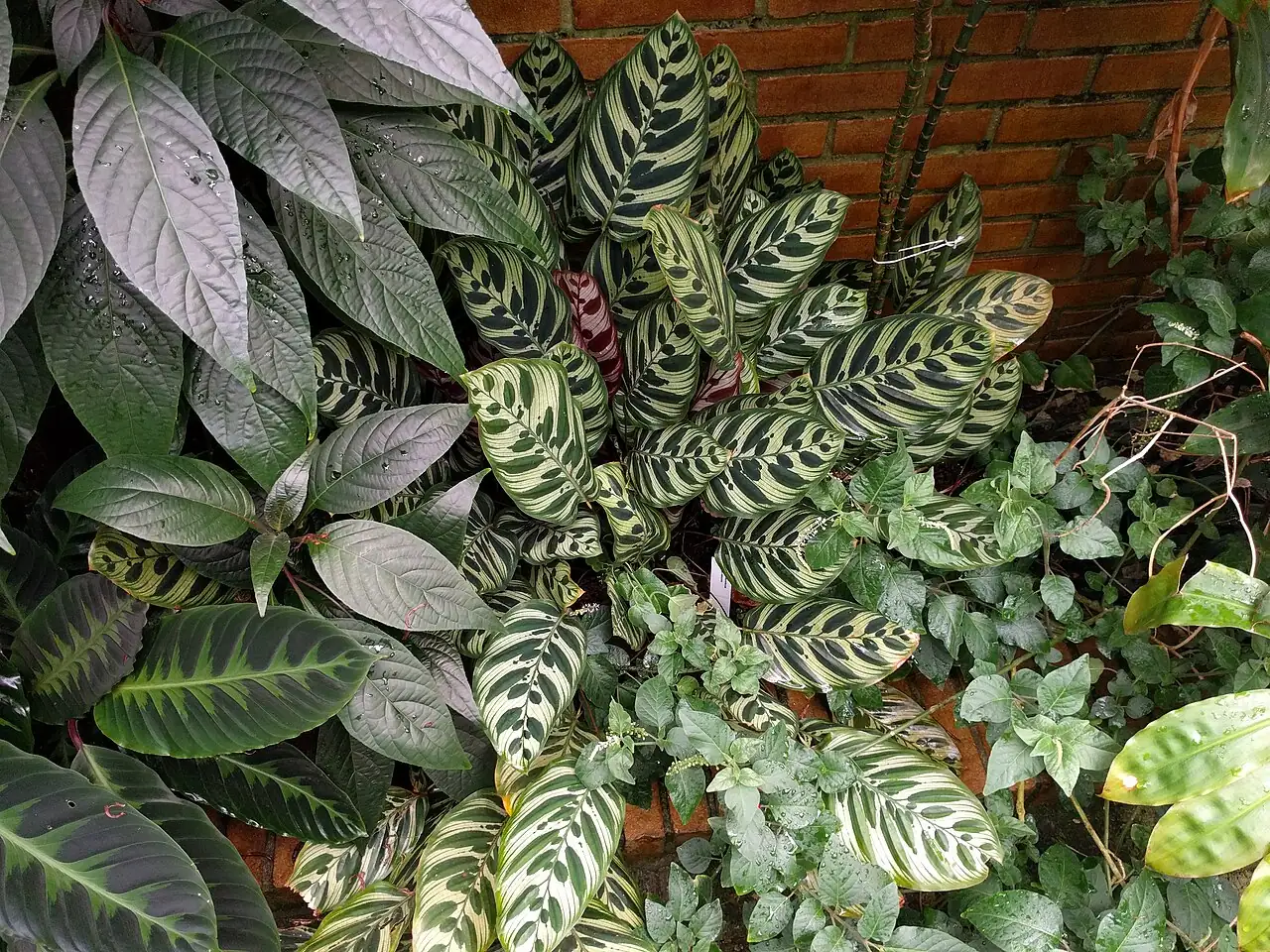 红脉豹纹竹芋 (Goeppertia makoyana) — 特写