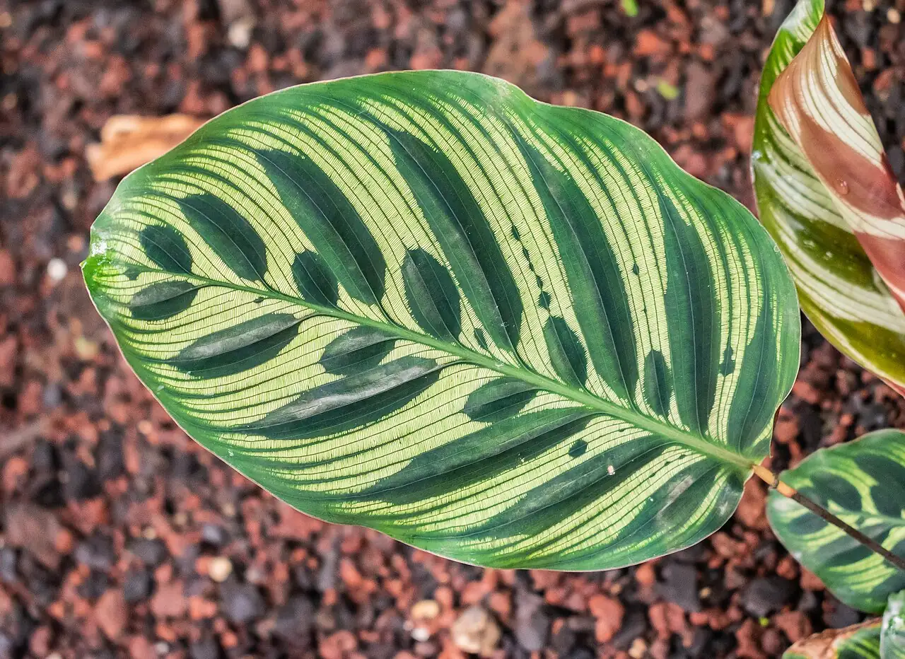 红脉豹纹竹芋 (Goeppertia makoyana) — 更多视角