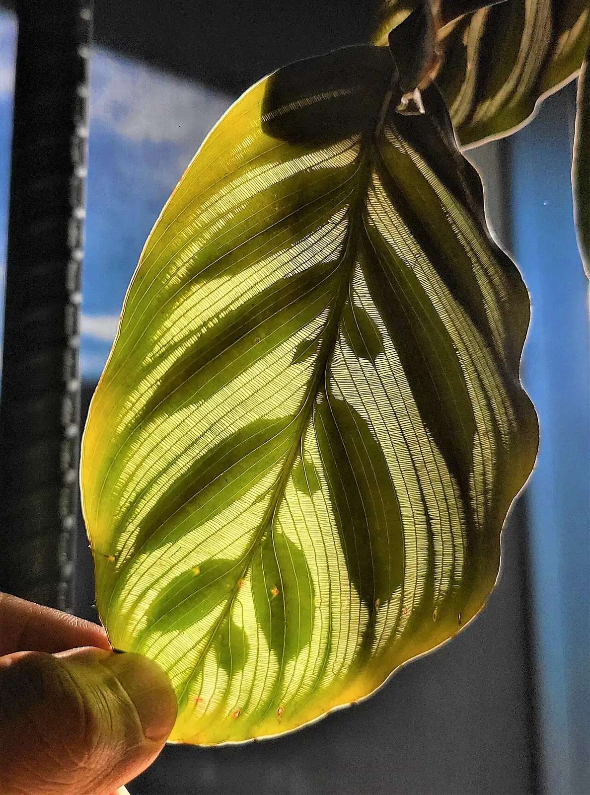 红脉豹纹竹芋 (Goeppertia makoyana) — 更多视角