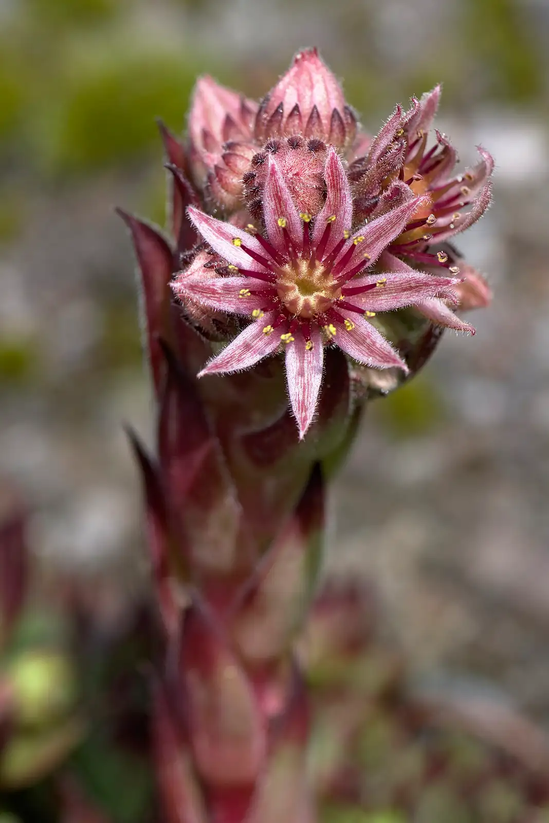 长生草属 (Sempervivum) — 环境展示