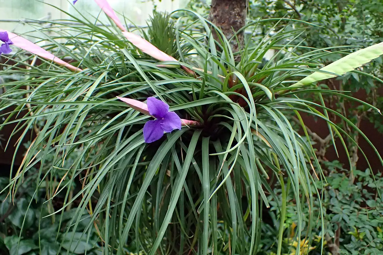 紫花铁兰