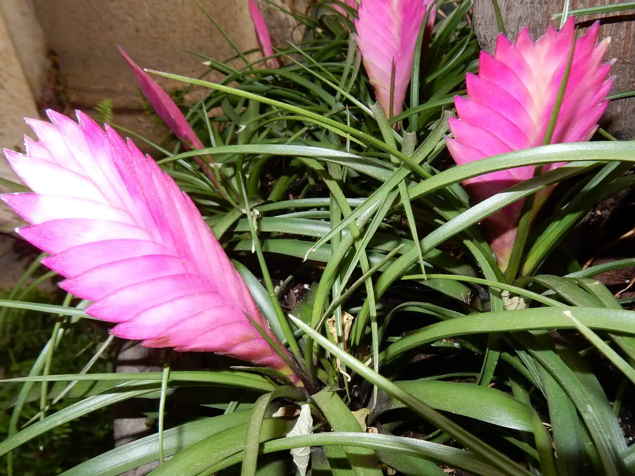 紫花铁兰 (Tillandsia cyanea) — 特写