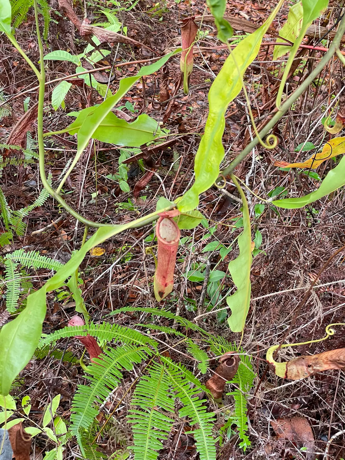 猪笼草 (Nepenthes spp.) — 环境展示
