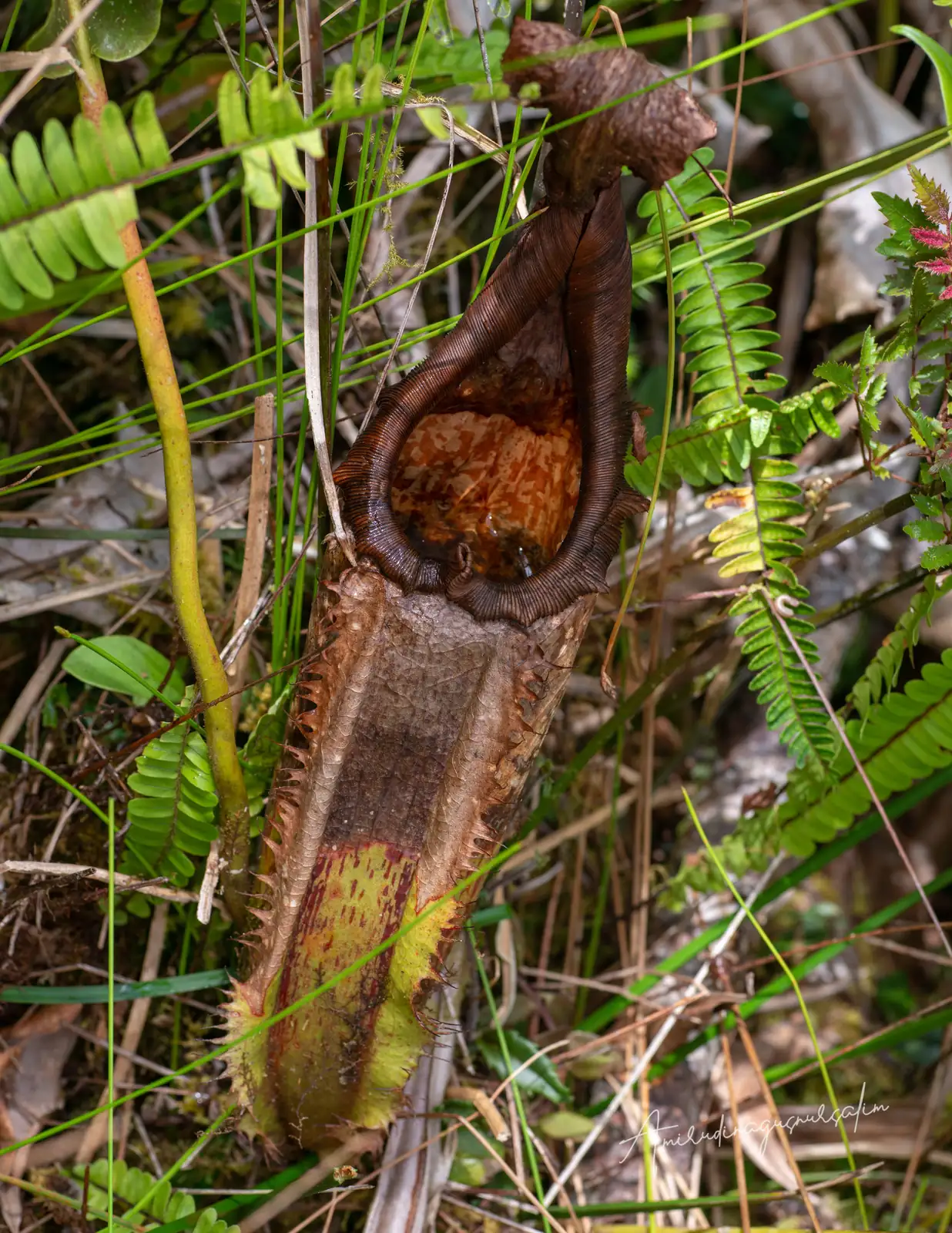 猪笼草 (Nepenthes spp.) — 特写
