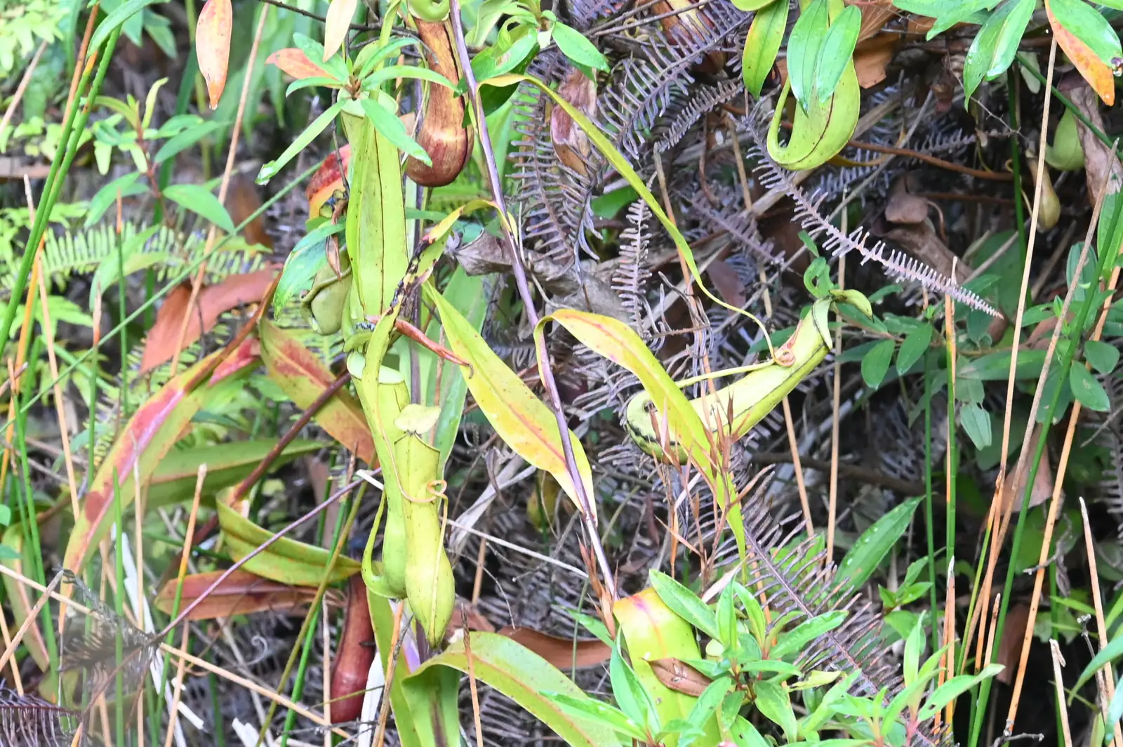 猪笼草 (Nepenthes spp.) — 更多视角