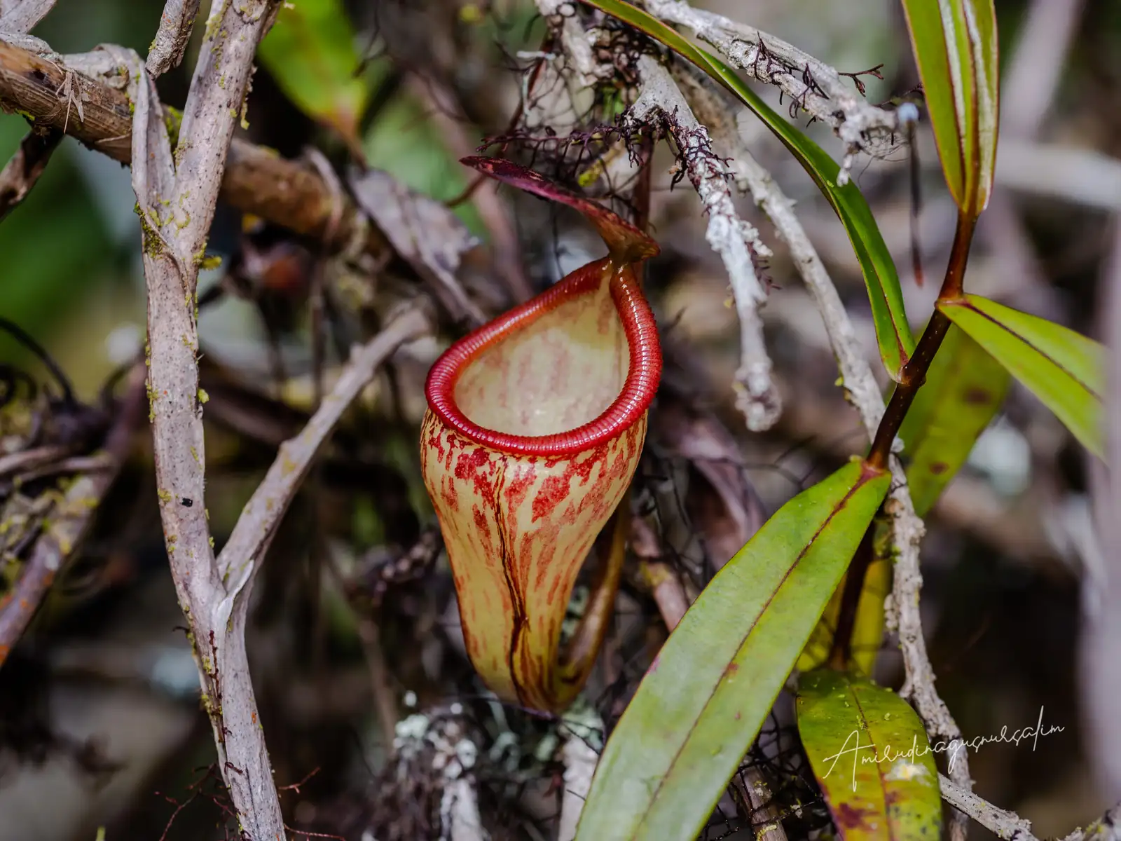 猪笼草 (Nepenthes spp.) — 细节