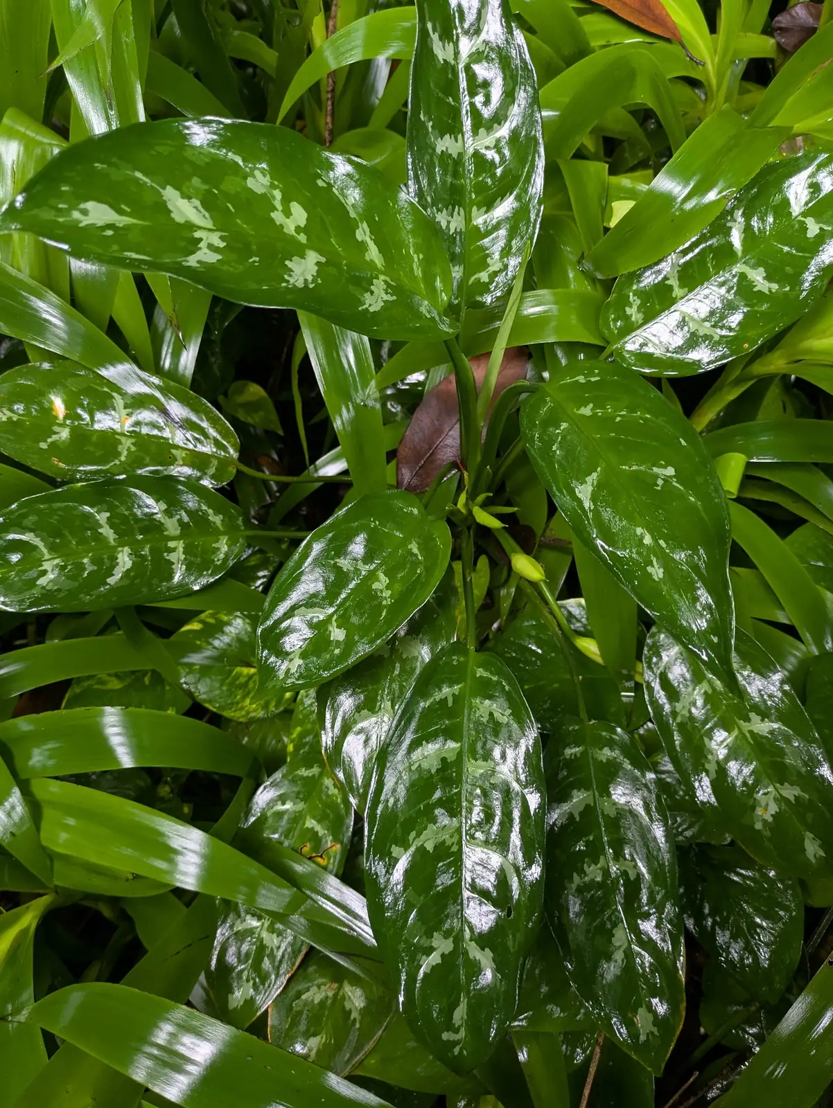 斜纹粗助草 (Aglaonema spp.) — 更多视角