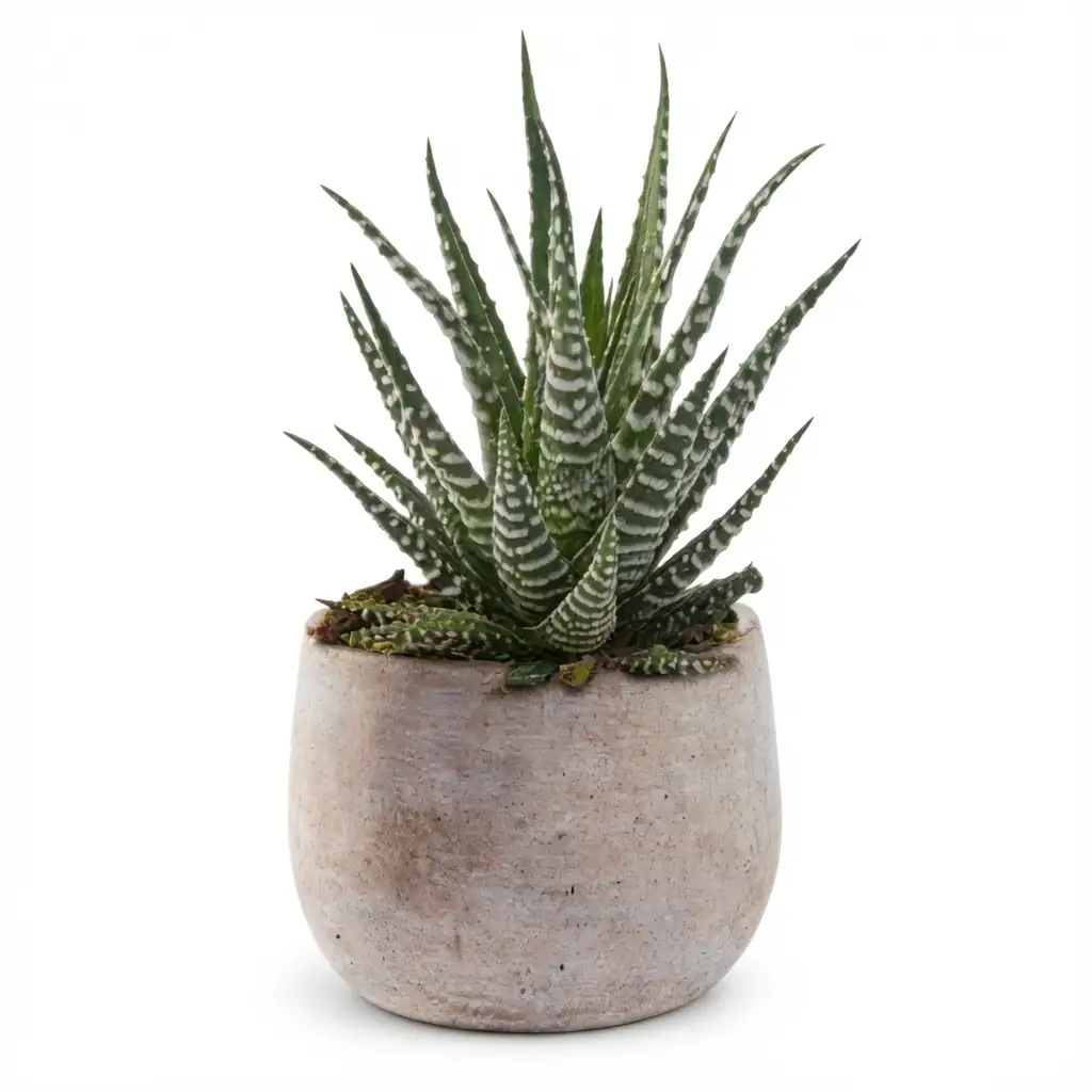松之雪 (Haworthiopsis attenuata) — 更多视角