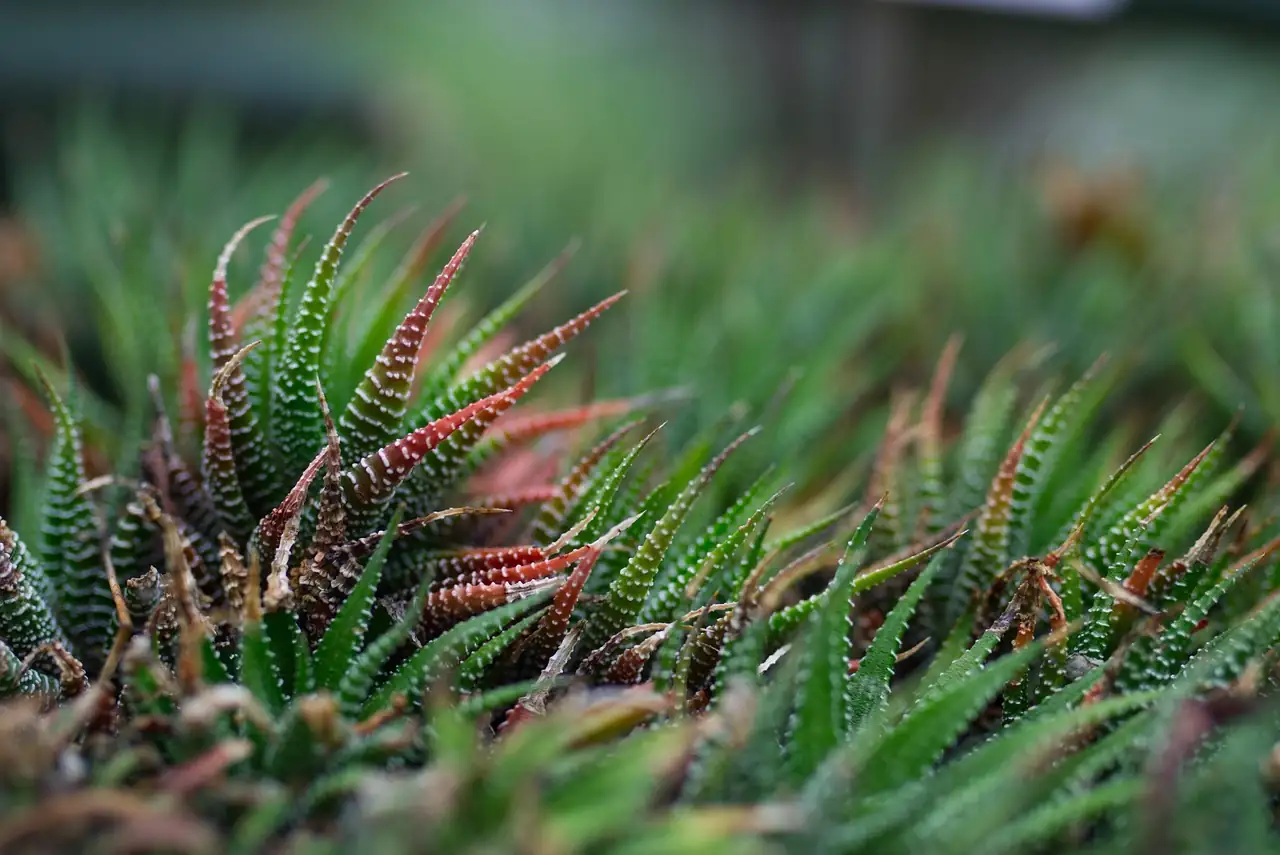 松之雪 (Haworthiopsis attenuata) — 环境展示