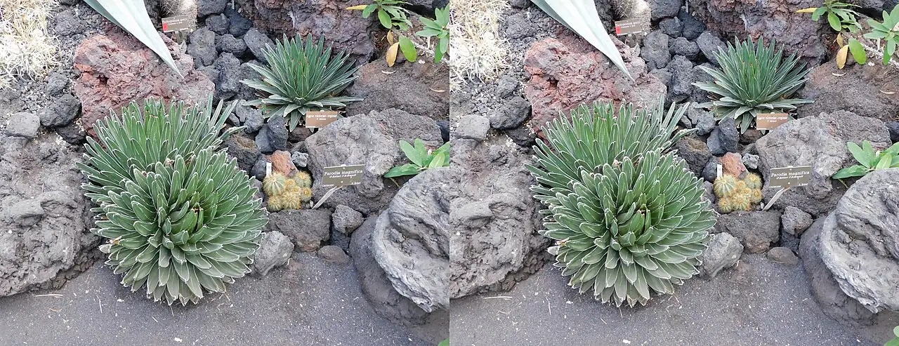 笹之雪 (Agave victoriae-reginae) — 特写