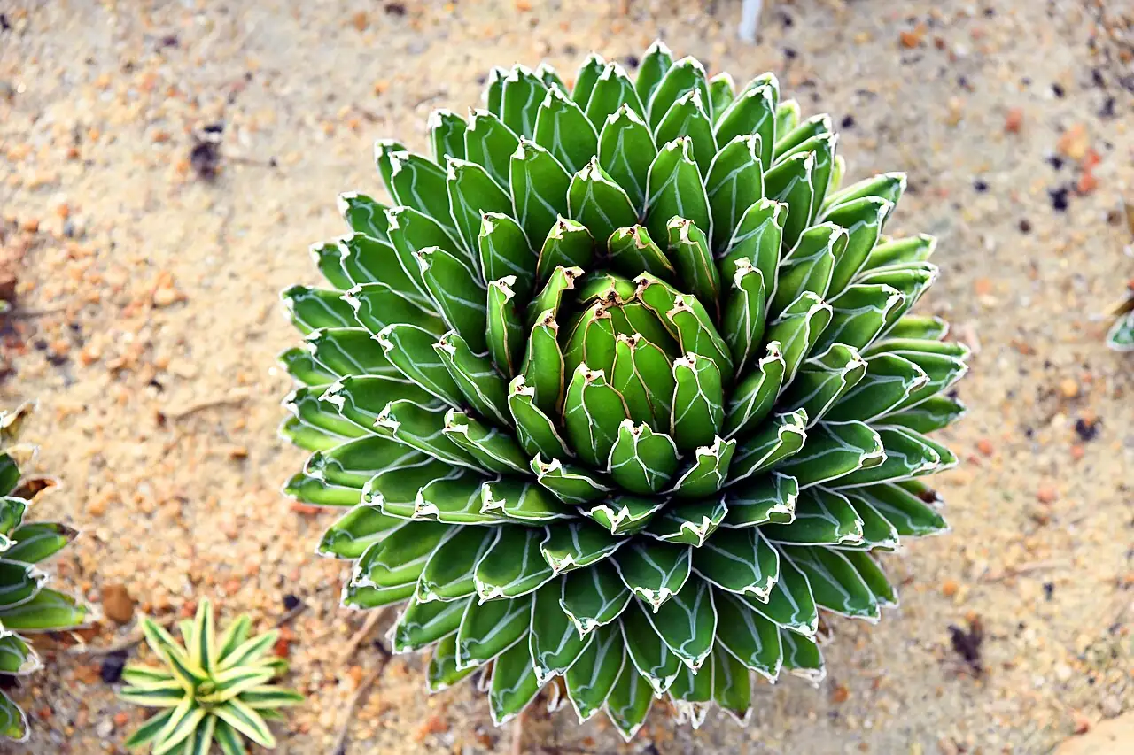 笹之雪 (Agave victoriae-reginae) — 环境展示