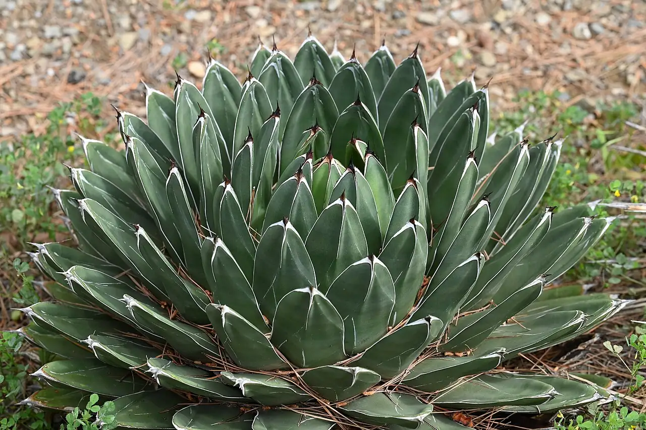 笹之雪 (Agave victoriae-reginae) — 更多视角