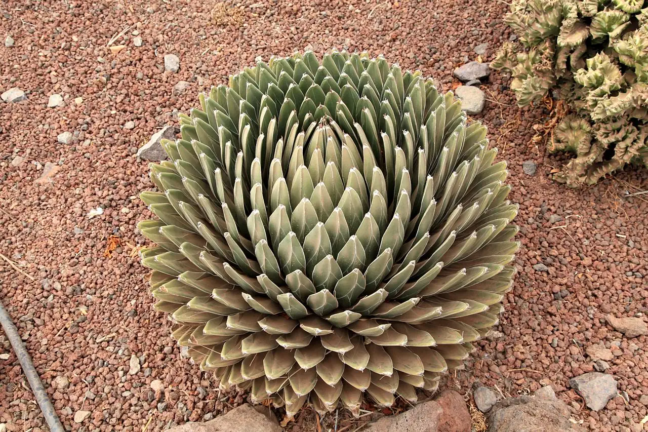 笹之雪 (Agave victoriae-reginae) — 更多视角