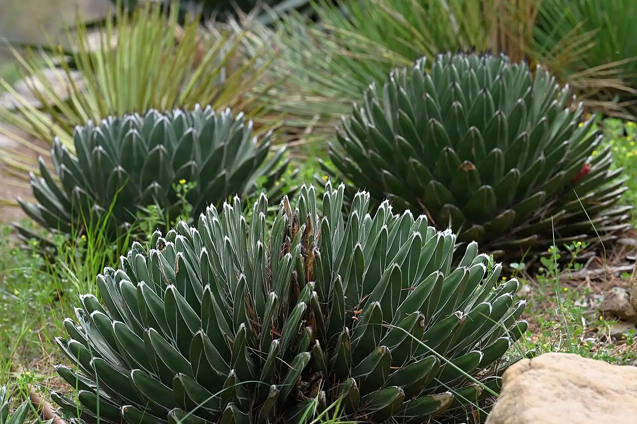 笹之雪 (Agave victoriae-reginae) — 细节