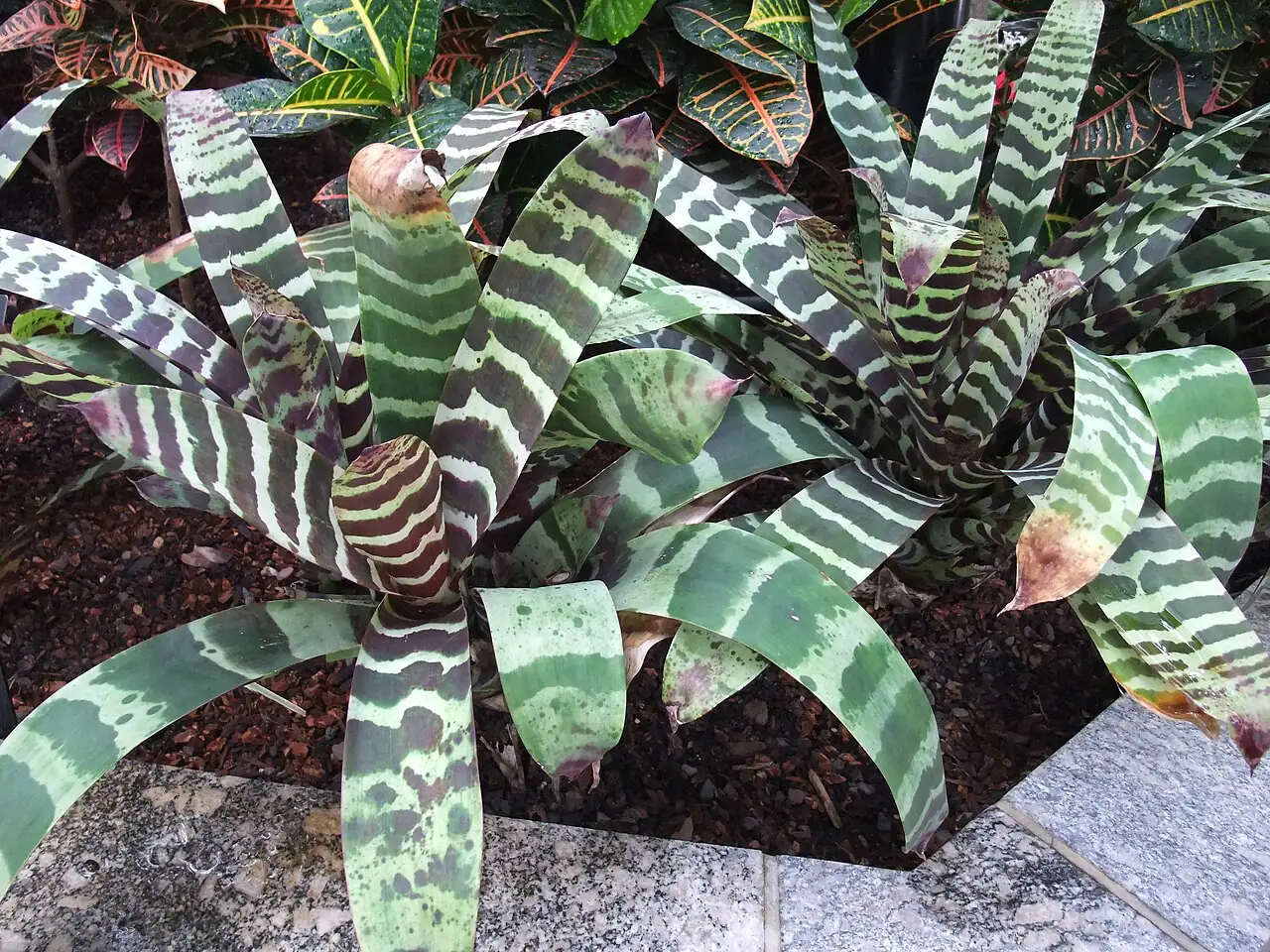 虎纹凤梨 (Vriesea splendens) — 环境展示