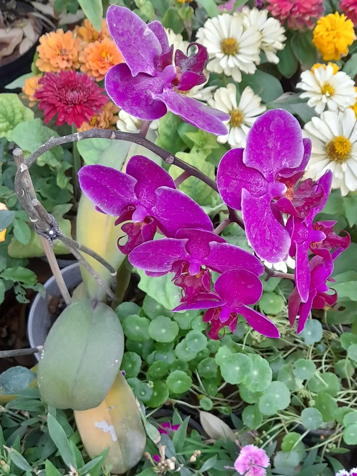 袖珍系列蝴蝶兰 (Phalaenopsis hybrids) — 特写
