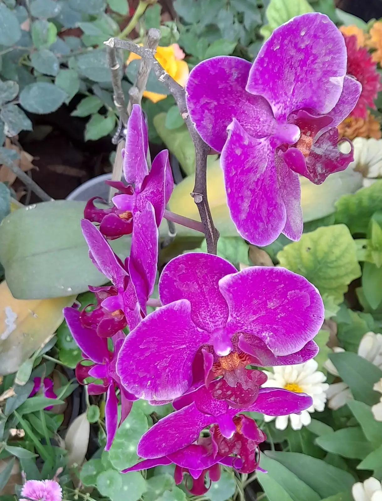 袖珍系列蝴蝶兰 (Phalaenopsis hybrids) — 更多视角