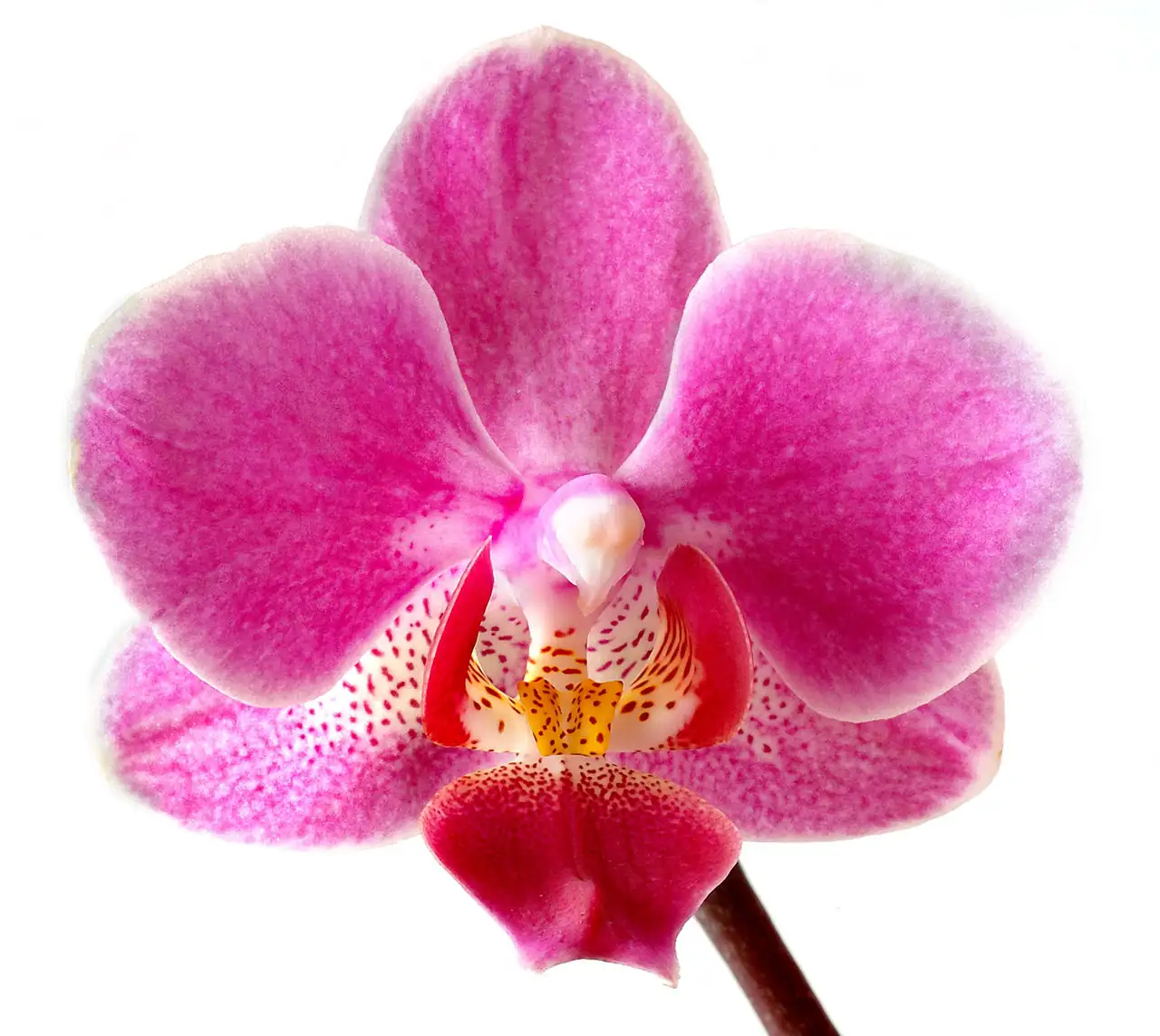 袖珍系列蝴蝶兰 (Phalaenopsis hybrids) — 更多视角