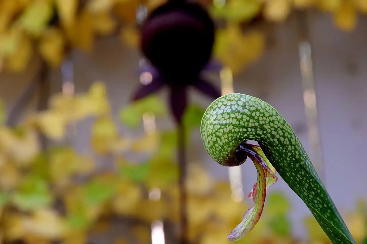 眼镜蛇瓶子草 (Darlingtonia californica) — 特写