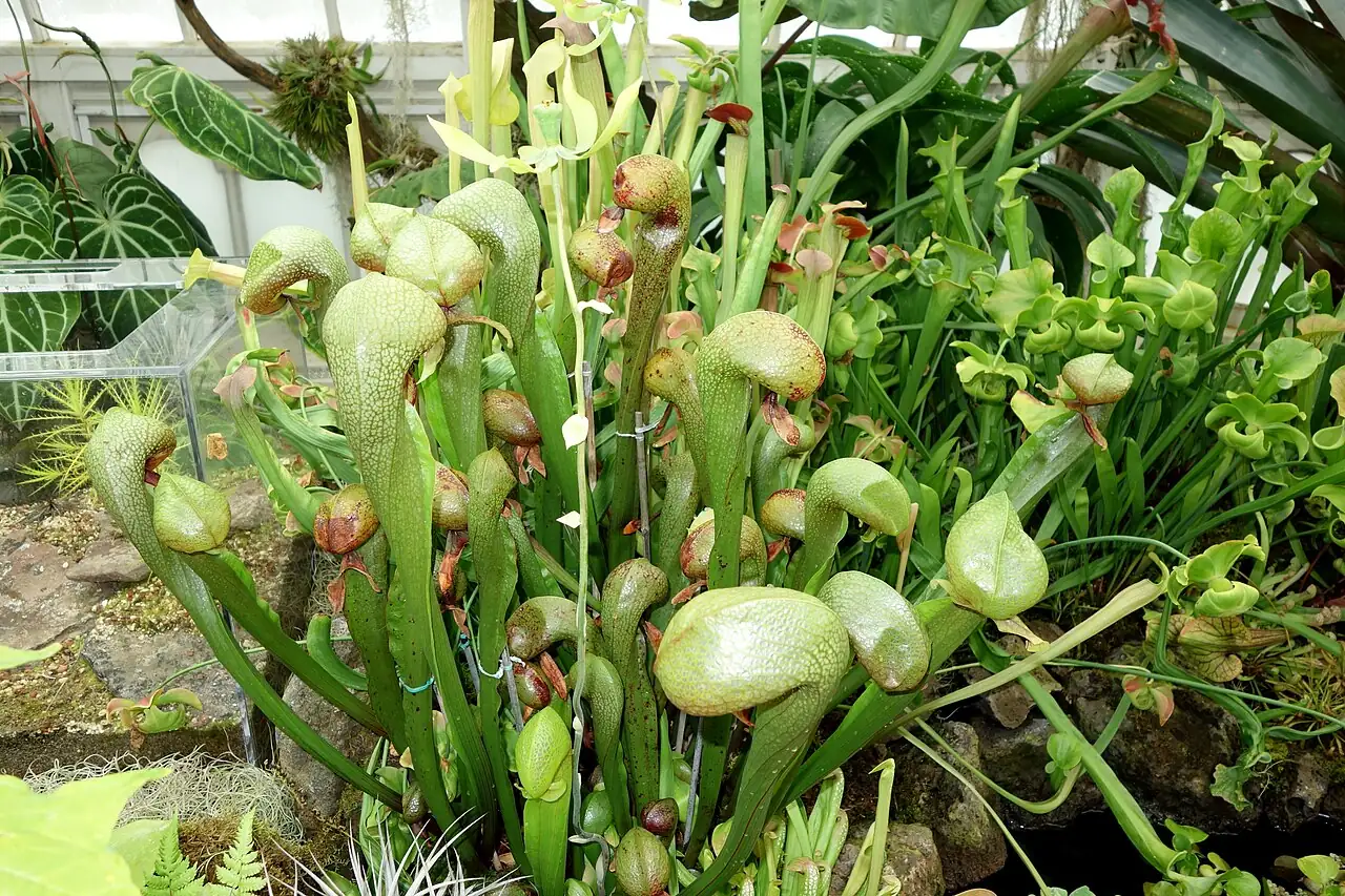眼镜蛇瓶子草 (Darlingtonia californica) — 环境展示