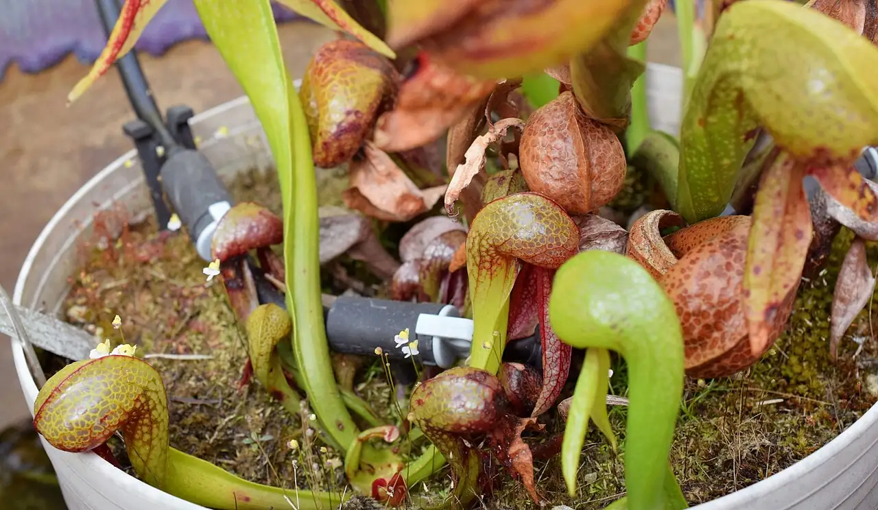 眼镜蛇瓶子草 (Darlingtonia californica) — 更多视角