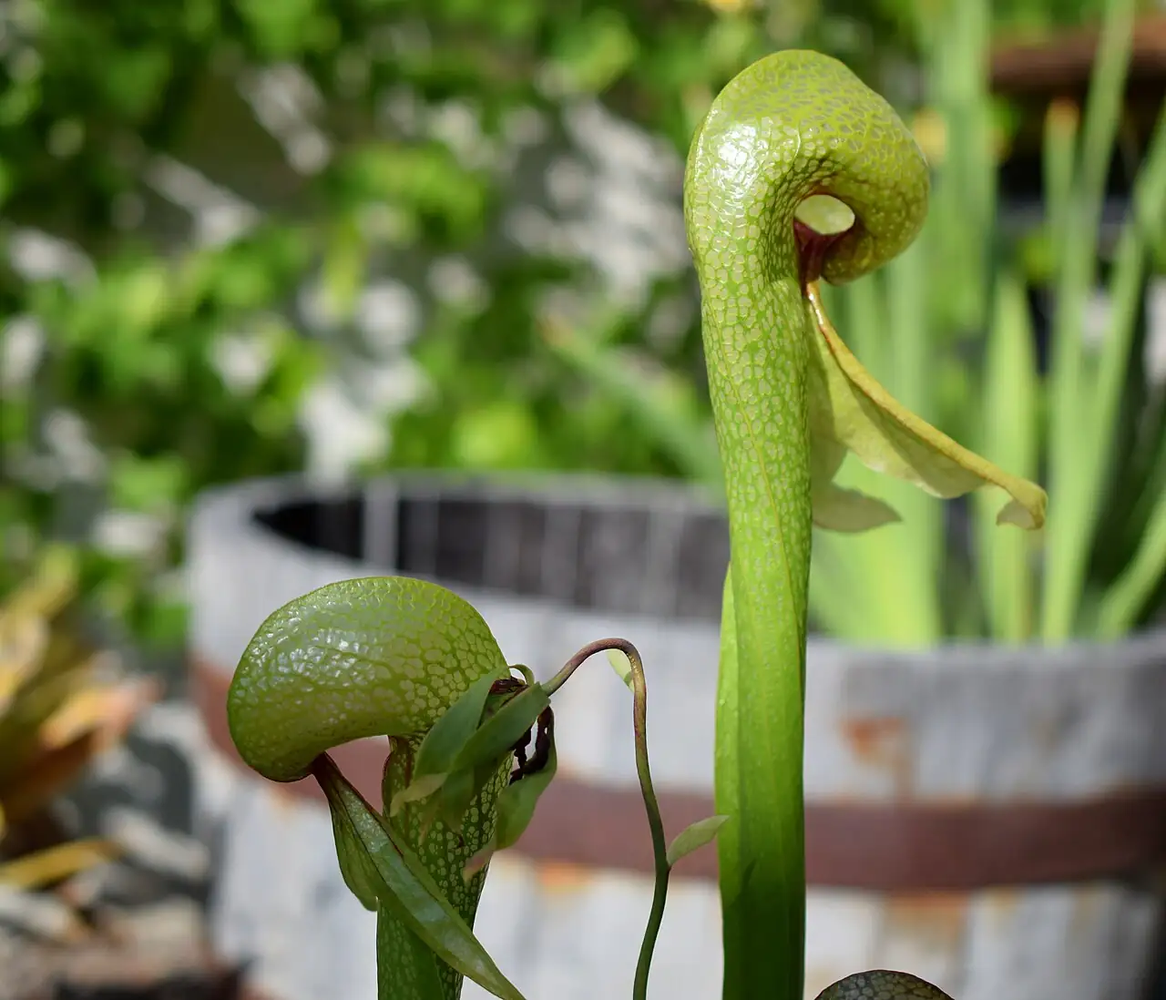 眼镜蛇瓶子草 (Darlingtonia californica) — 更多视角