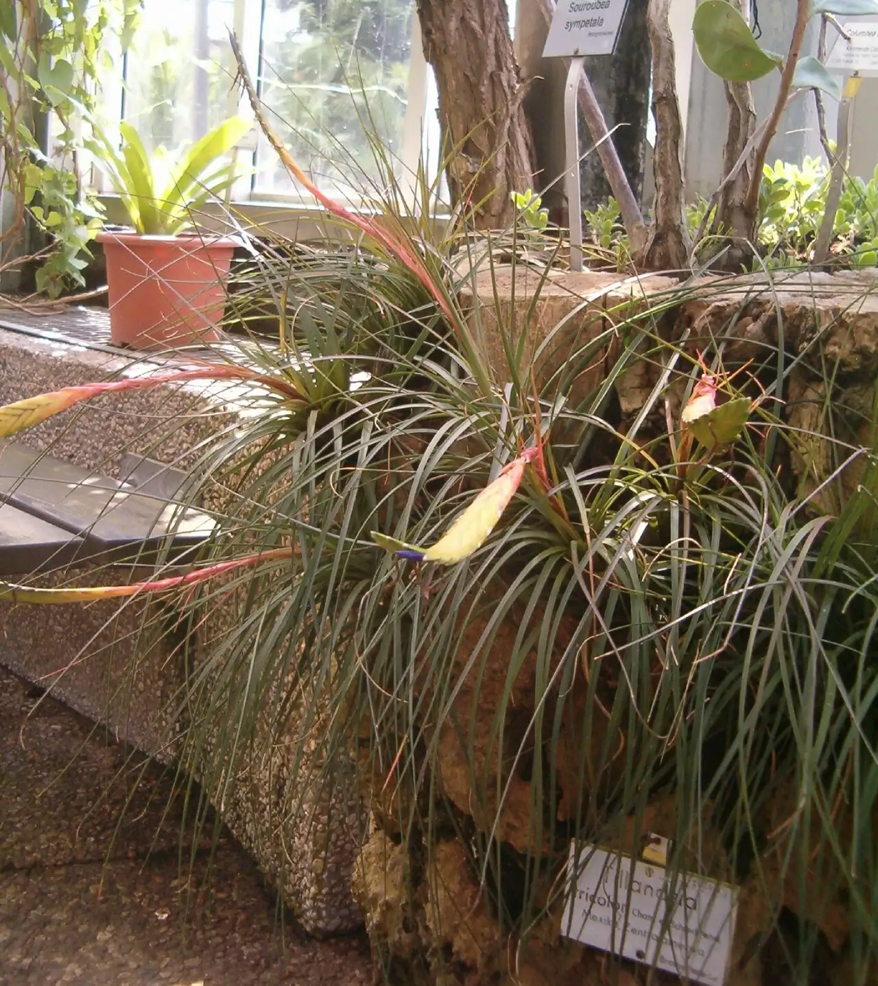 大三色铁兰 (Tillandsia tricolor) — 特写