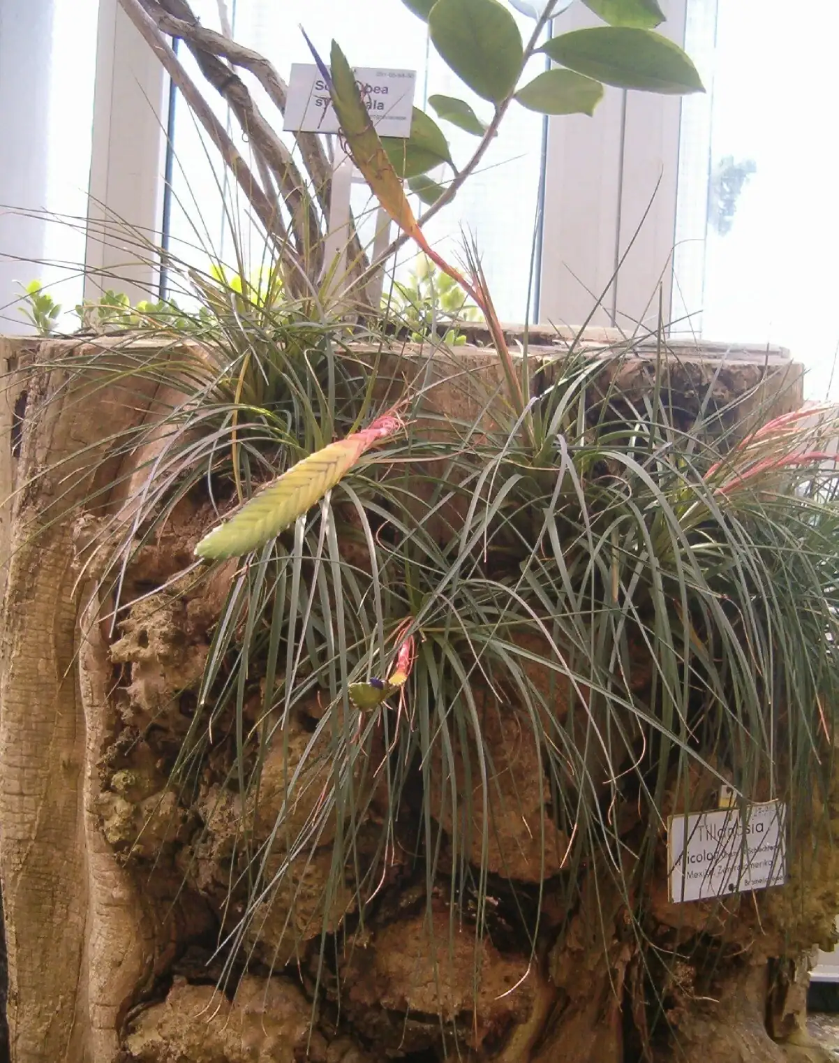 大三色铁兰 (Tillandsia tricolor) — 环境展示