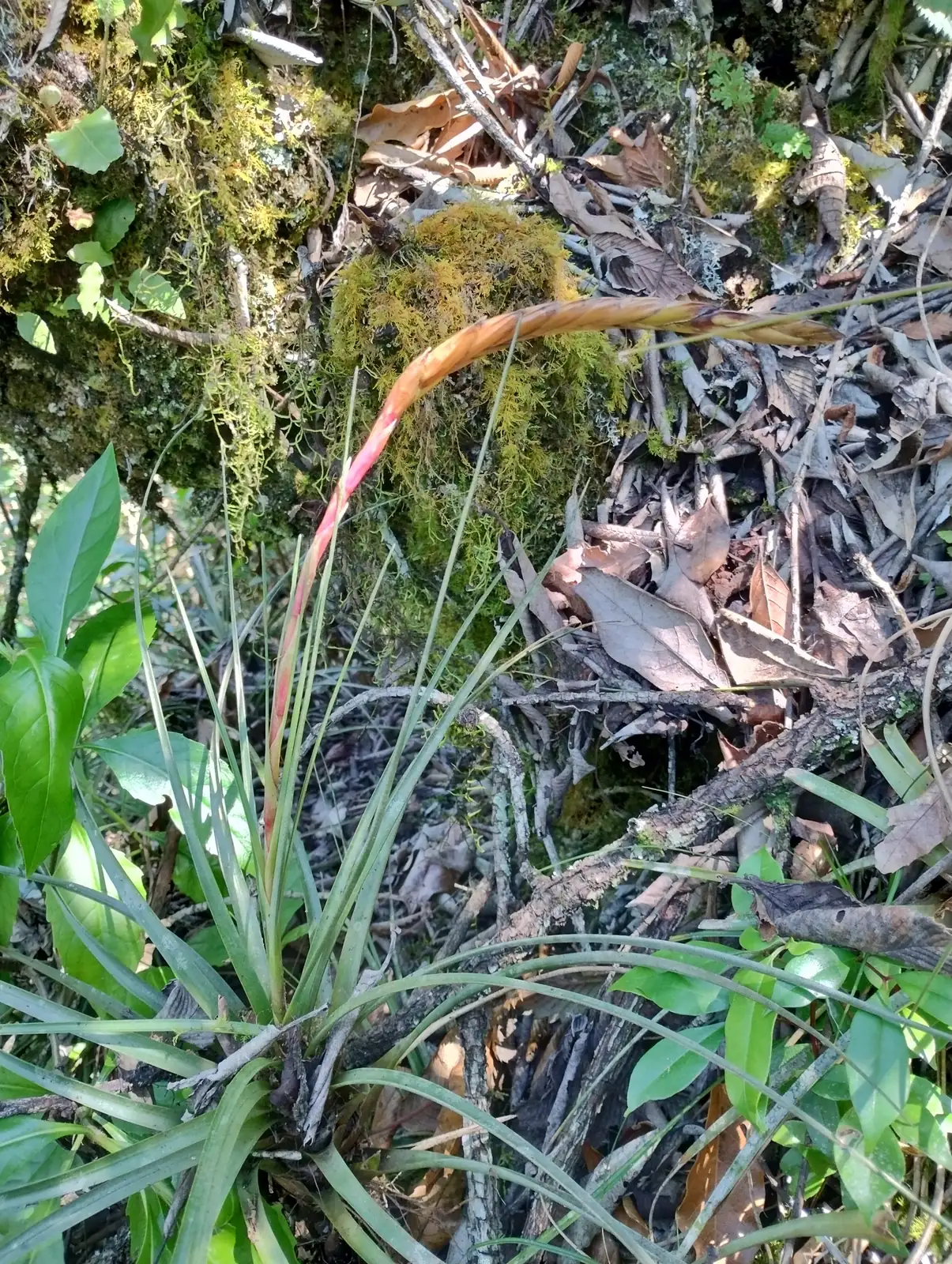 大三色铁兰 (Tillandsia tricolor) — 更多视角