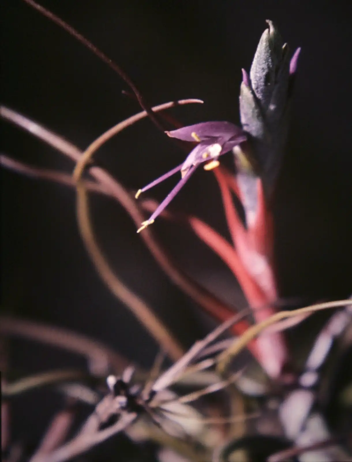 小蝴蝶空气凤梨 (Tillandsia bulbosa) — 细节