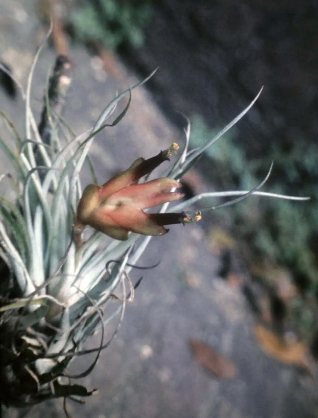 小蝴蝶空气凤梨 (Tillandsia bulbosa) — 环境展示