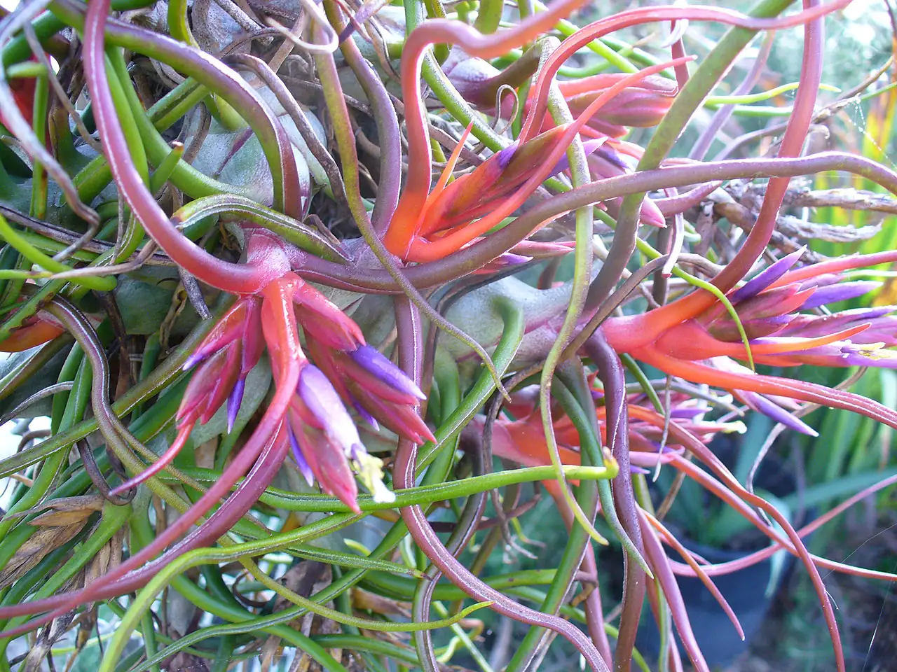小蝴蝶空气凤梨 (Tillandsia bulbosa) — 更多视角