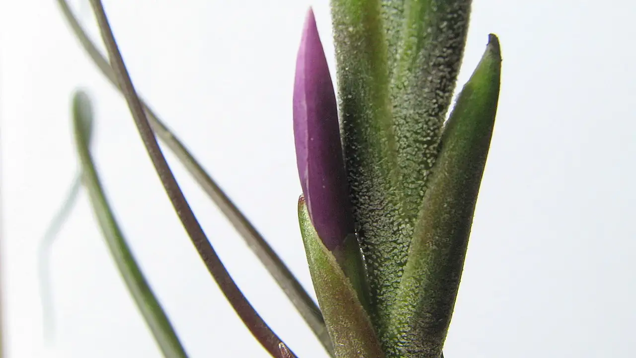 小蝴蝶空气凤梨 (Tillandsia bulbosa) — 更多视角