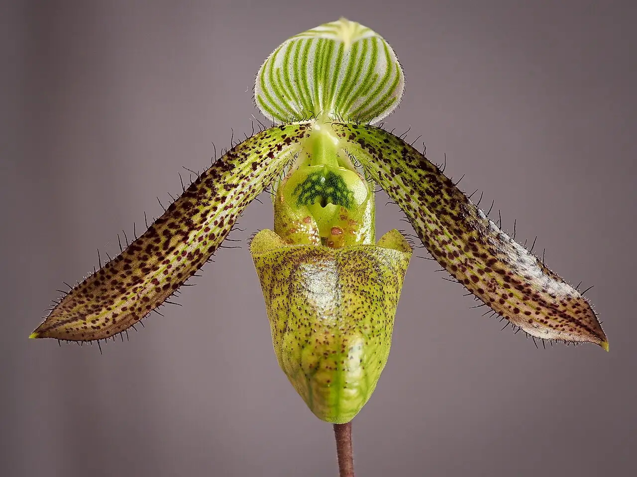 兜兰属 (Paphiopedilum) — 细节