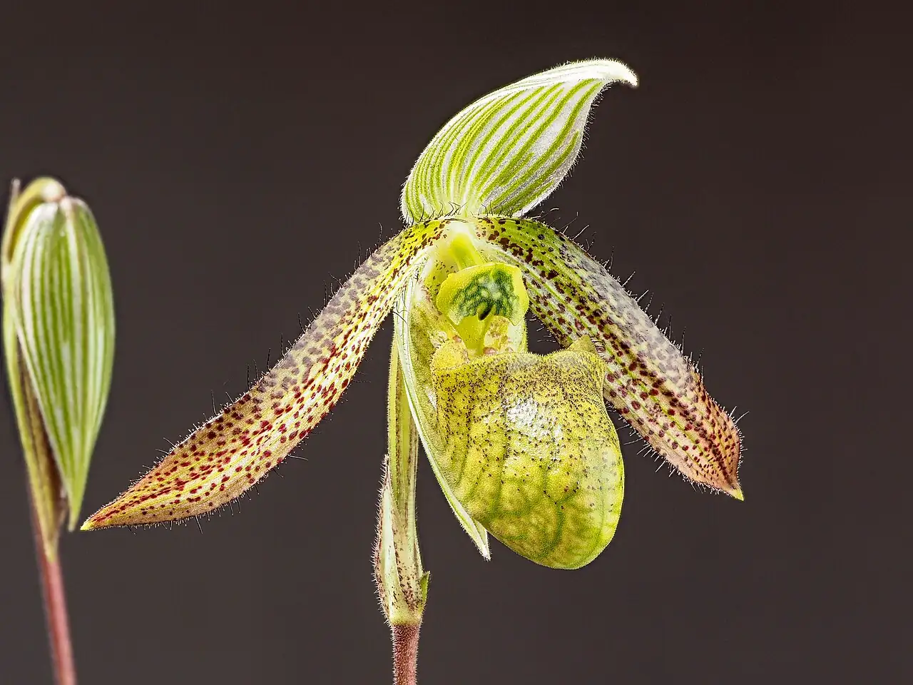 兜兰属 (Paphiopedilum) — 特写