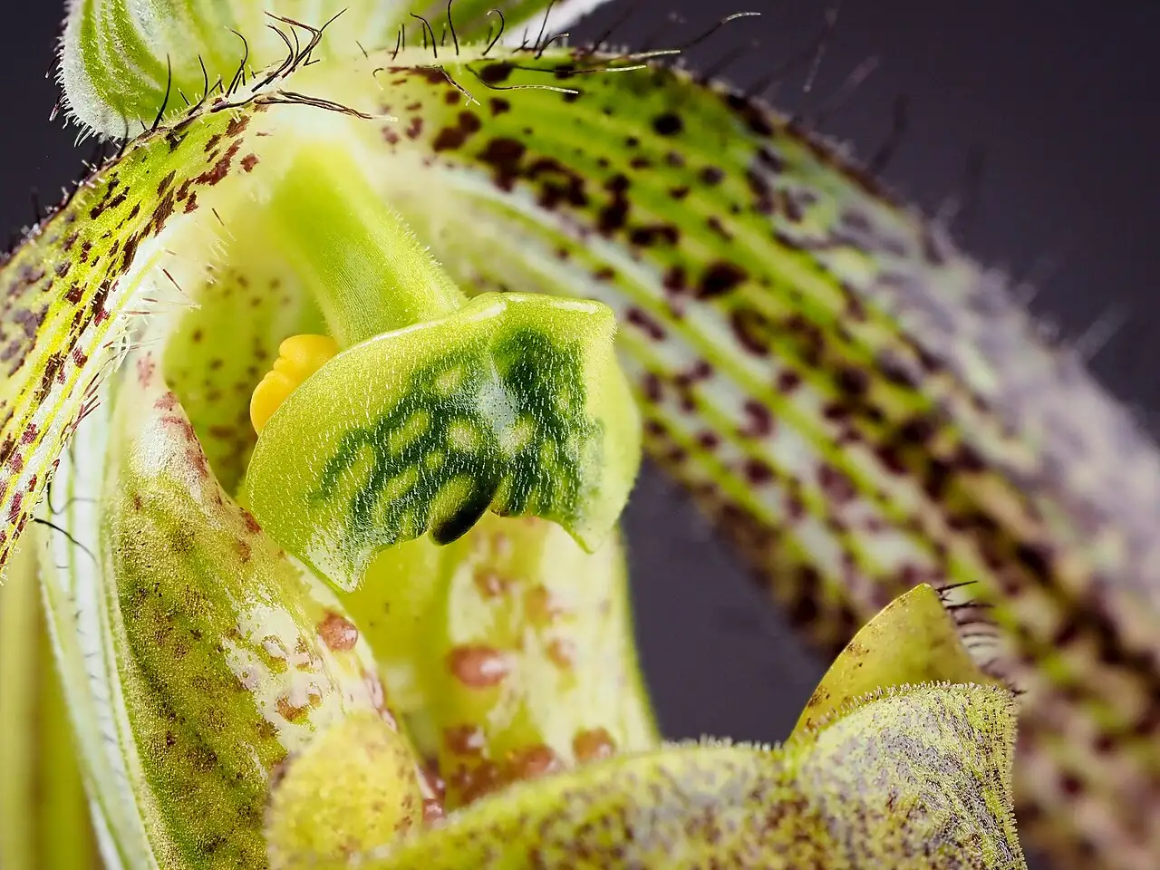 兜兰属 (Paphiopedilum) — 环境展示