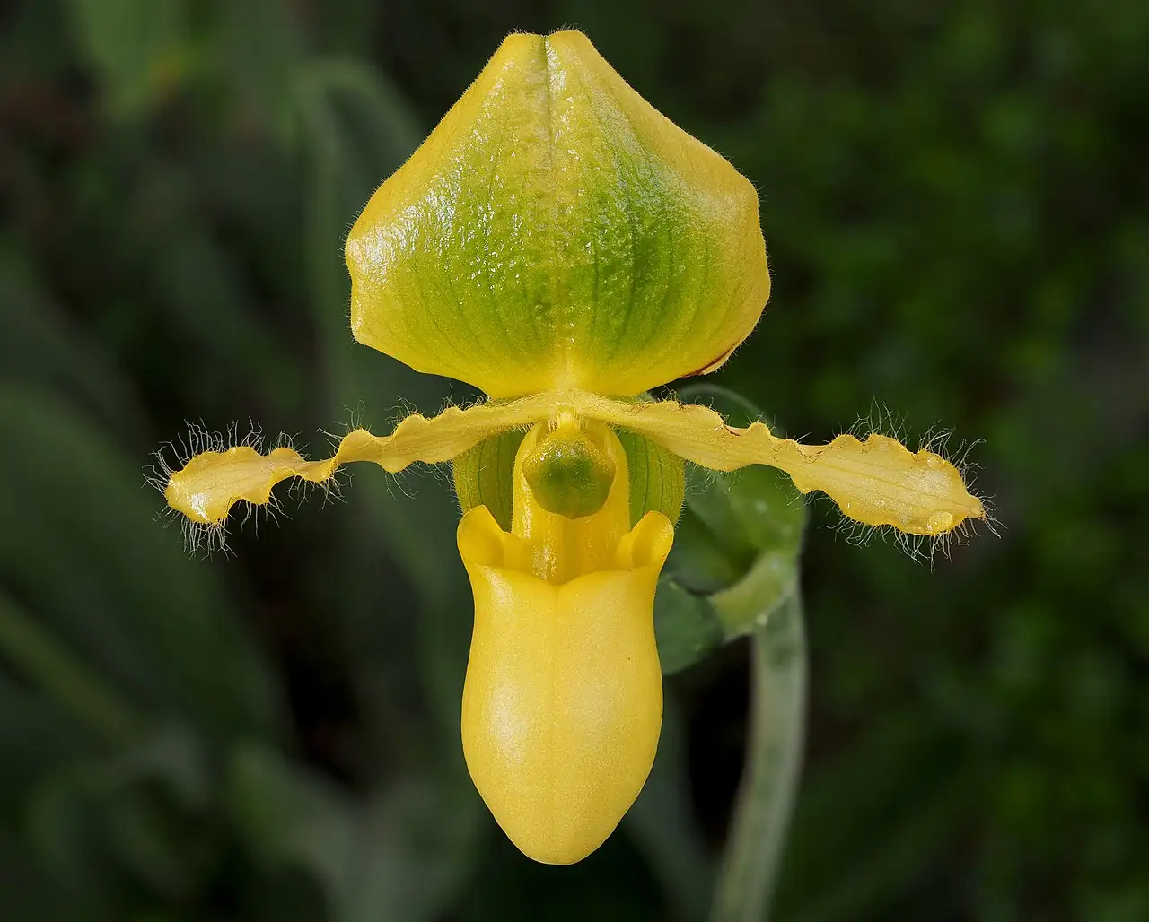 兜兰属 (Paphiopedilum) — 更多视角